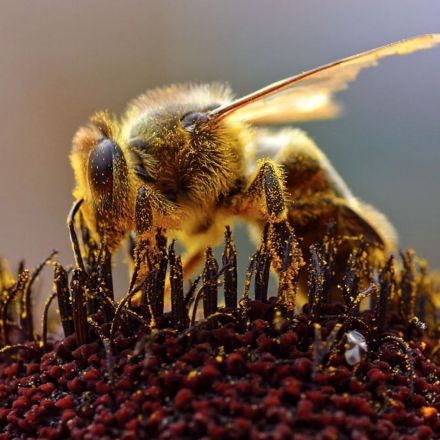 Wild Bee Population Collapses By 90% In New England, Study Warns