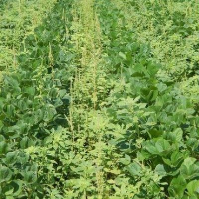 Weeds Are Winning in the War against Herbicide Resistance