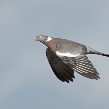 Woodpigeons and crows can no longer be freely killed in England