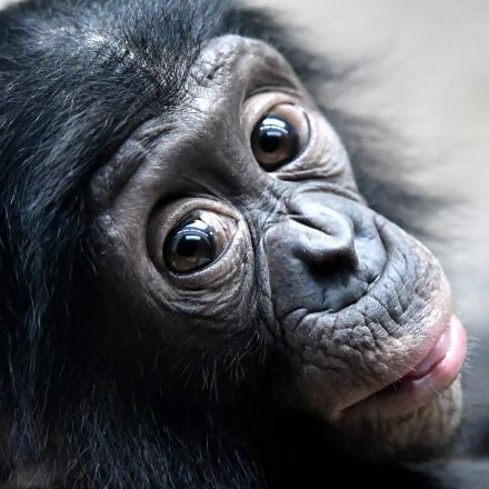 Humans, chimpanzees and bonobos share eye patterns