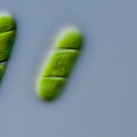 Genes borrowed from bacteria allowed plants to move from sea to land