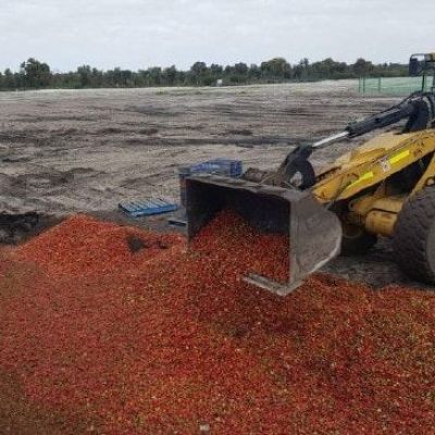 $500 million Aussie strawberry industry at risk