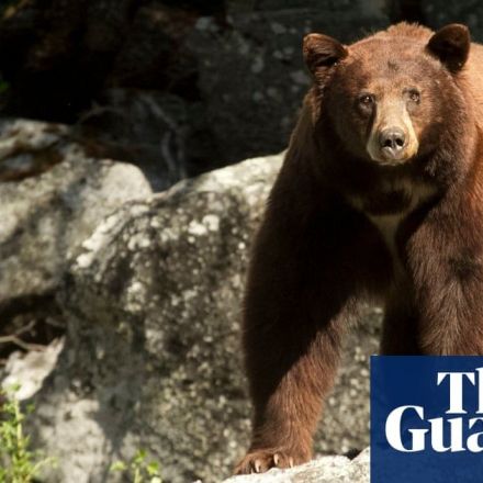 'We've never seen this': wildlife thrives in closed US national parks