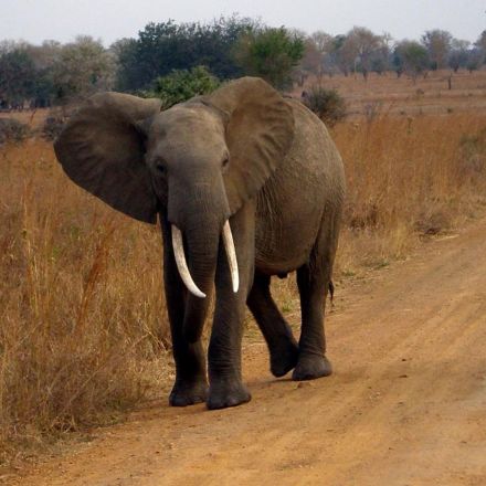 Elephants rarely get cancer thanks to 'zombie gene,' study finds