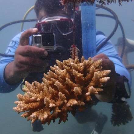To combat coral bleaching, Kenya turns to reef nurseries