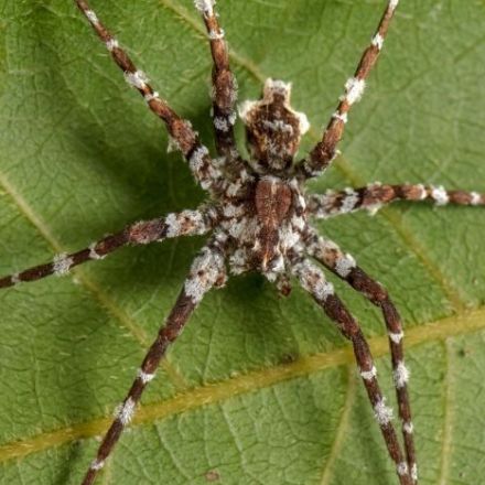 Thirty-seven new spider species discovered in Queensland