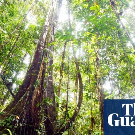 Climate crisis: Amazon rainforest tipping point is looming, data shows