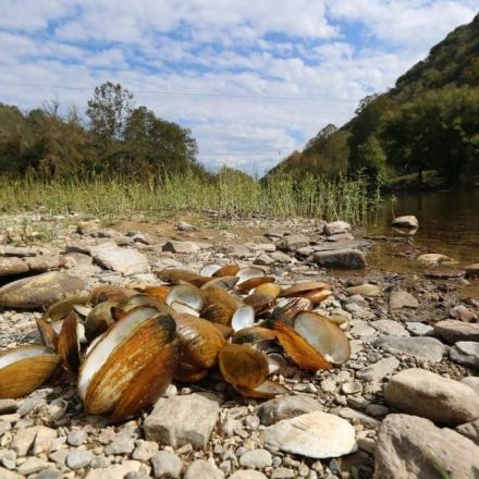 Scientists Don't Know Why Freshwater Mussels Are Dying Across North America