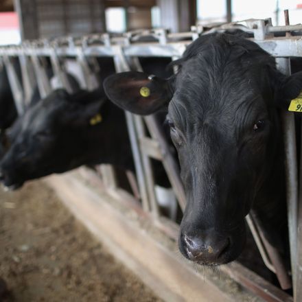 We could end factory farming this century