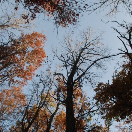US trees may provide over $100 billion dollars in savings via environmental benefits—but face growing threats