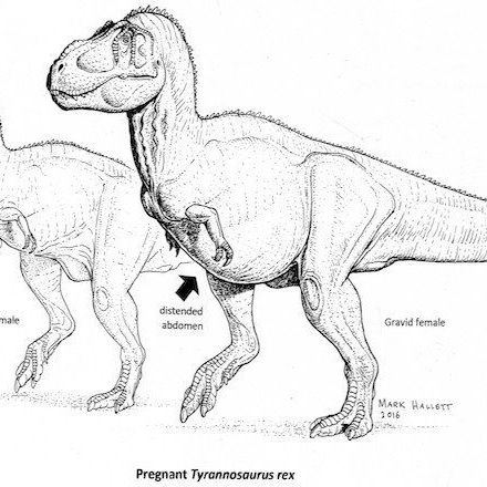 Pregnant T. rex Found, May Contain DNA