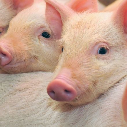 Pigs genetically-engineered to resist deadly swine virus