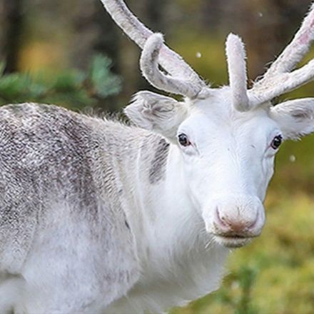 200 reindeer died on an Arctic Island -- and researchers think climate change is to blame