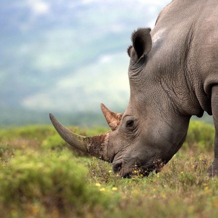 The crackdown on rhino poaching is starting to pay off, but conservation is more crucial than ever