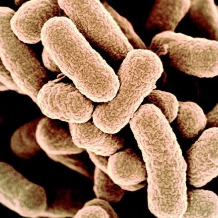 Scientists Created Bacteria With a Synthetic Genome. Is This Artificial Life?