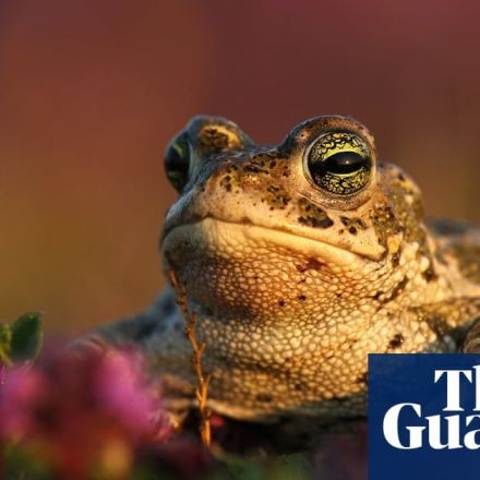 Fears for England’s frog and toad population after drought