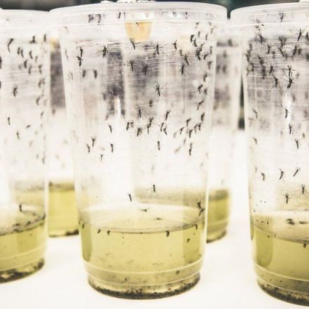 'Miraculous' mosquito hack cuts dengue by 77%