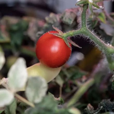 First tomato ever grown in space, lost 8 months ago, found by NASA astronauts