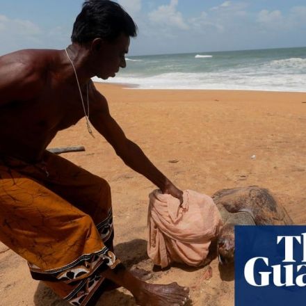 Hundreds of dead turtles wash ashore in Sri Lanka after cargo ship wreck