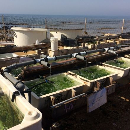 New aquaculture technology can help ease the global food crisis with 'enriched seaweed'