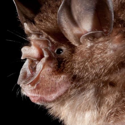 Humans are creating hot spots where bats could transmit zoonotic diseases