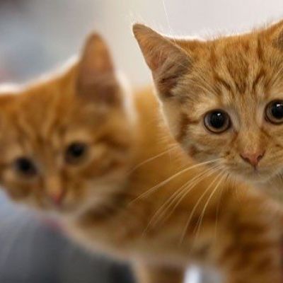 Massachusetts Bill Would Outlaw Practice Of Declawing Cats