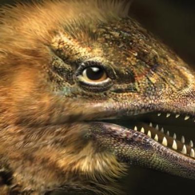 Chicken grows face of dinosaur