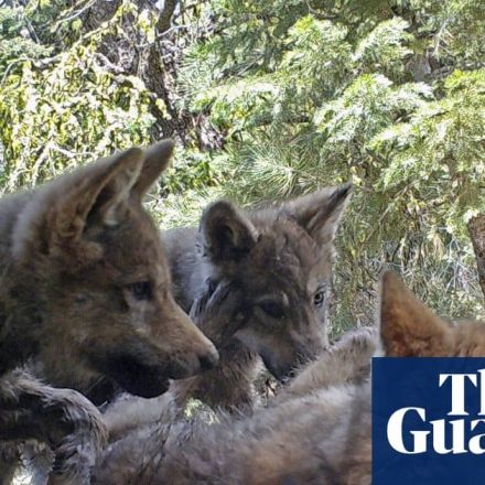California's only known wolf pack produces new litter of pups
