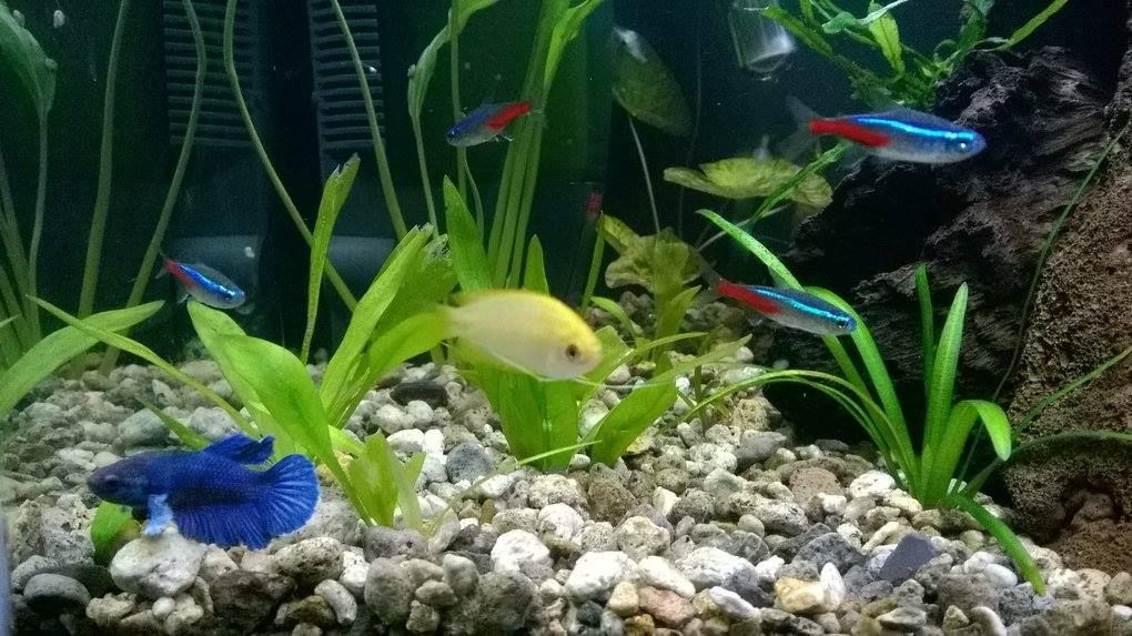 These two have grown up together since they were fry, and have gotten along so far. I still keep a watchful eye out for any aggression, but so far all is well. :D