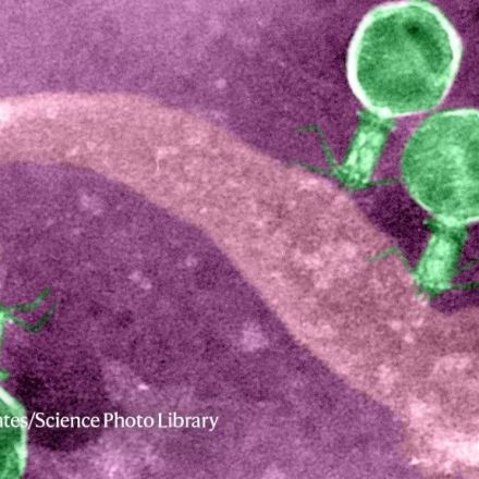 Why phage viruses could be the key to treating deadly infections — if they can be harnessed safely