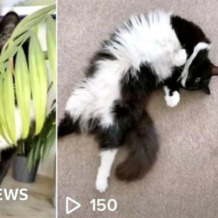 TikTok tracked UK journalist via her cat's account