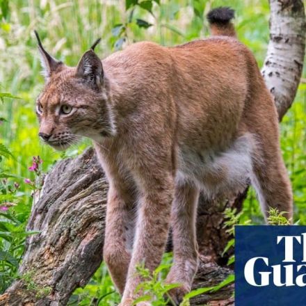 Lynx facing extinction in France as population drops at most to 150 cats