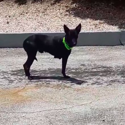 3-Legged Dog Would Cringe When People Approached Him, But He’s Made A Remarkable Transformation