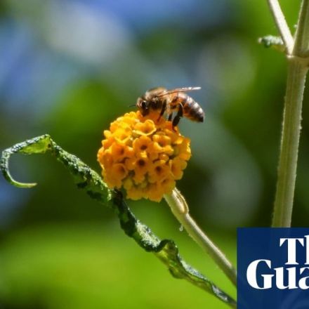 EU’s biodiversity law under threat from centre-right MEPs