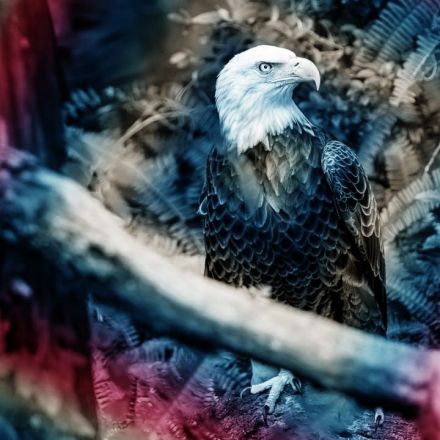 Trump just gutted the law that saved American bald eagles from extinction