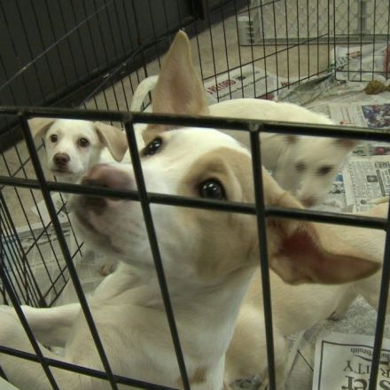 Lawmakers Propose Bill That Would Make Animal Cruelty A Felony In The U.S.