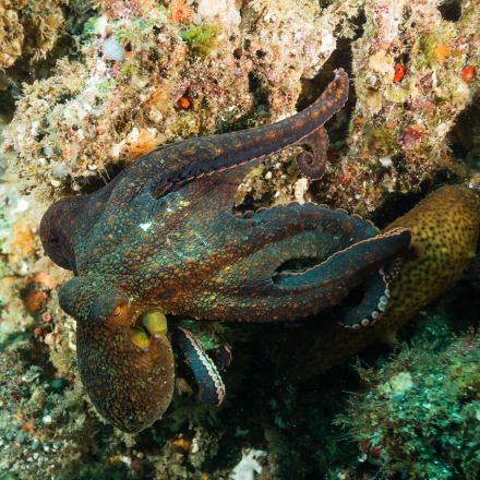 Giving Ecstasy to Octopuses Taught Researchers Something Important About the Brain