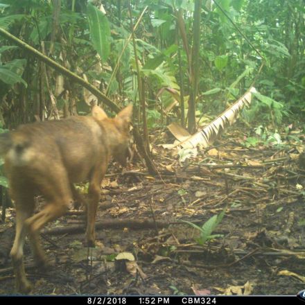 Coyotes Poised to Infiltrate South America