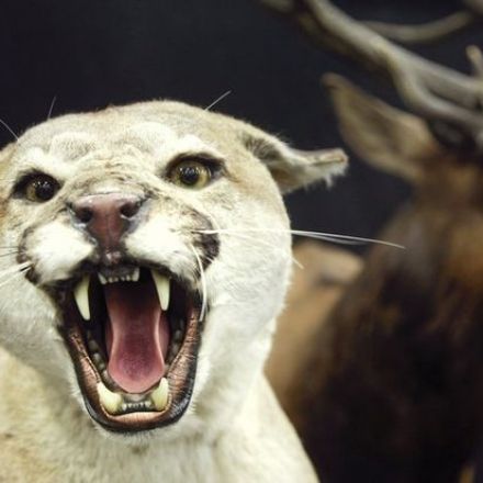 Oregon woman finds cougar in living room, says telepathy helped her get it out
