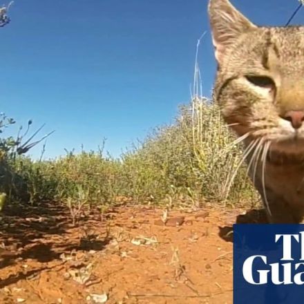 Australia faces wave of native extinctions without urgent action on invasive species, CSIRO reports