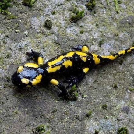 Salamander genome gives clues about unique regenerative ability