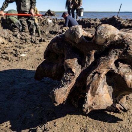 Well-preserved mammoth skeleton found in Siberian lake