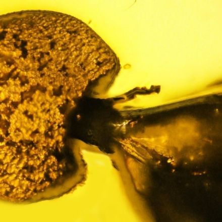 Peculiar parasitic fungi discovered growing out of the rectum of a 50 million-year-old fossilized ant