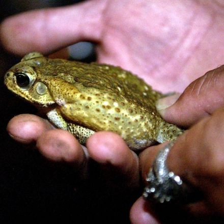 Poisonous toads overrun South Florida neighborhood