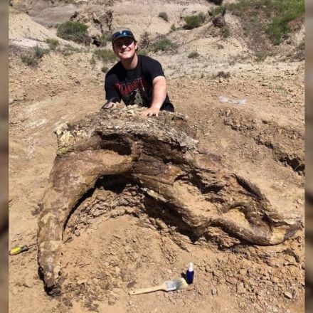 College student unearths 65 million-year-old Triceratops skull