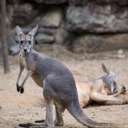 Kangaroo at China’s Fuzhou Zoo dies after visitors throw rocks at it to make it jump