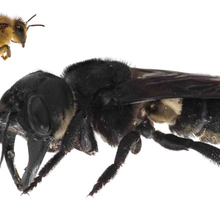The world's largest bee 'rediscovered' after 39 years