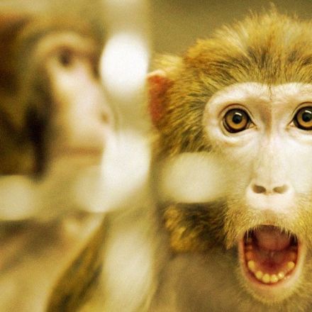 China Plans to Send Monkeys to Space Station to Have Sex With Each Other