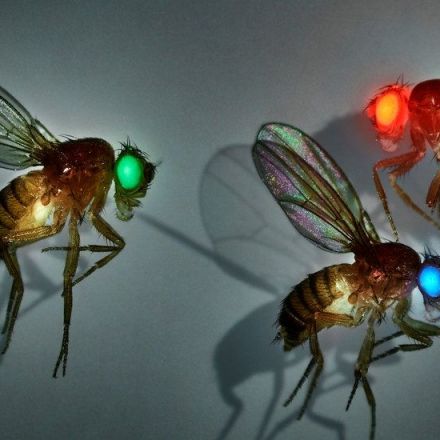 The Gene Drive Dilemma: We Can Alter Entire Species, but Should We?