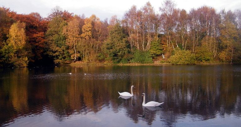 Swan  lake